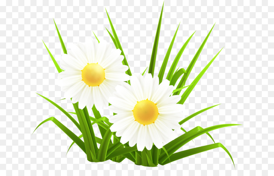 Ortak Daisy，Mustafa Danış PNG