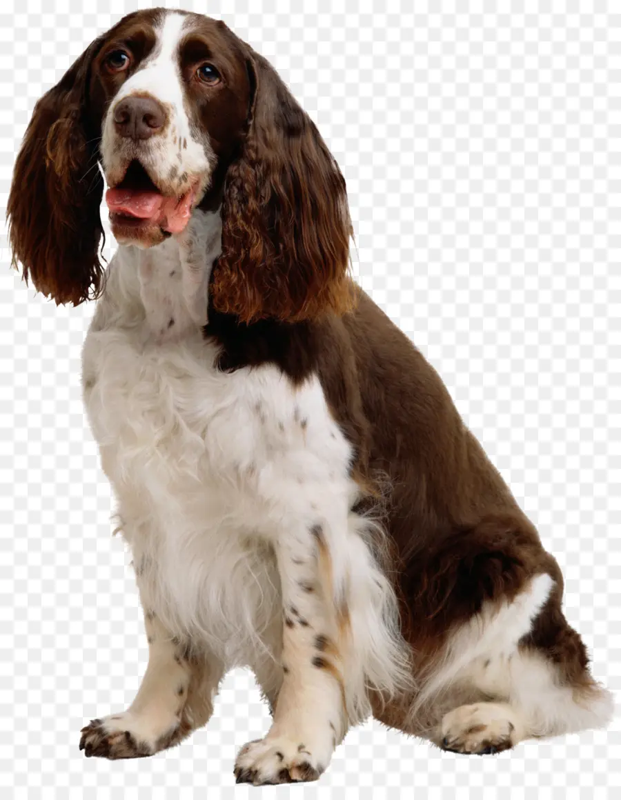 Köpek，Köpek Yavrusu PNG