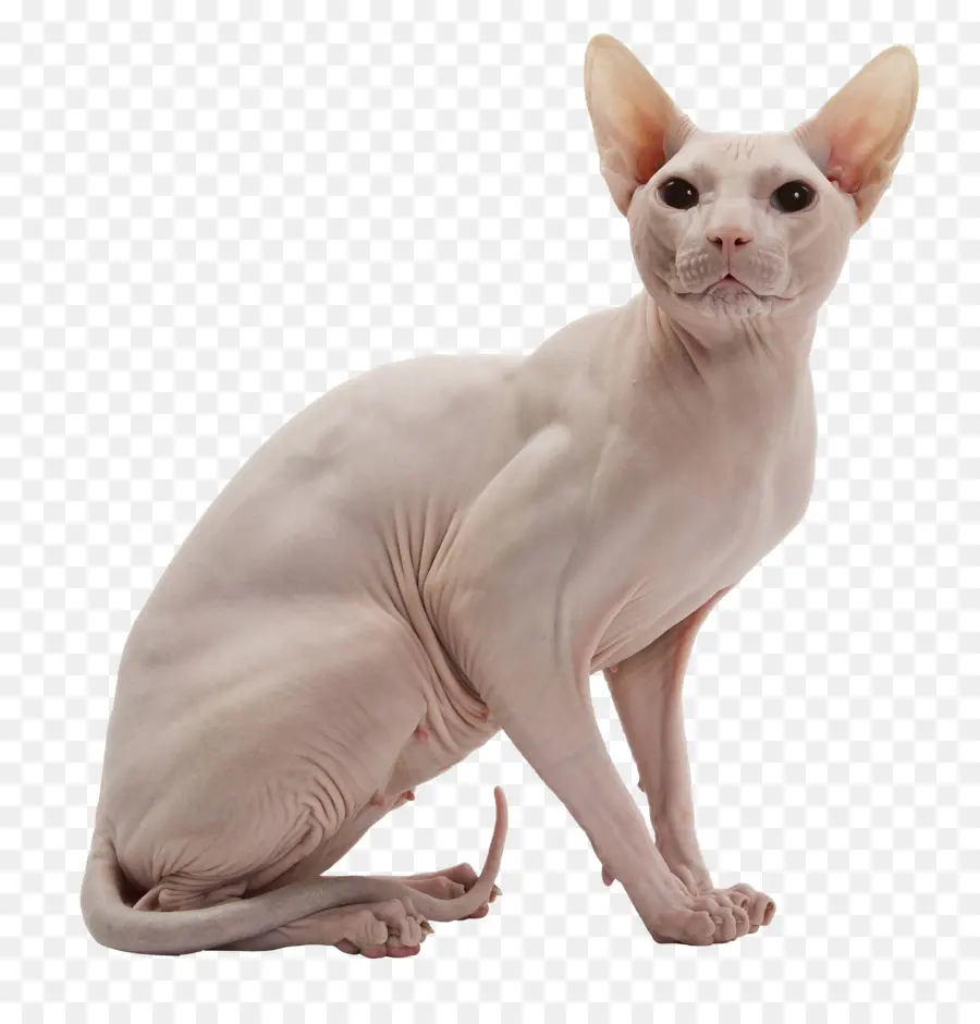 Tüysüz Kedi，Sfenks PNG