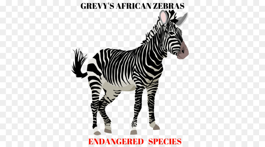 Zebra，At PNG