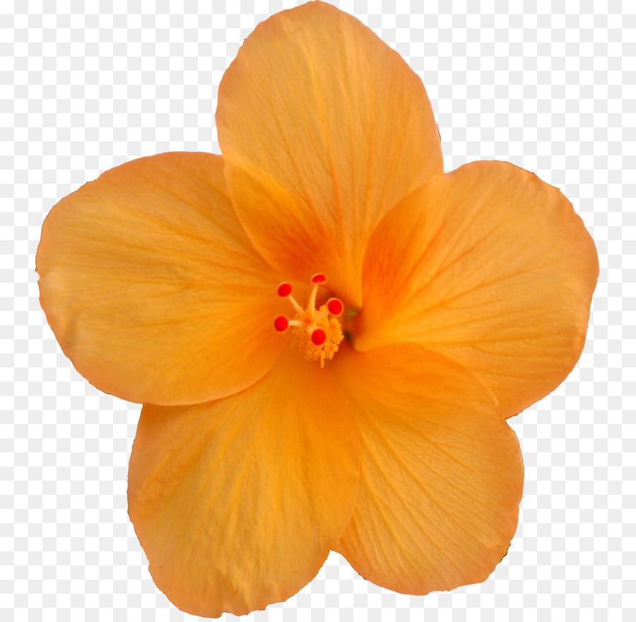 Ebegümeci，çiçek PNG