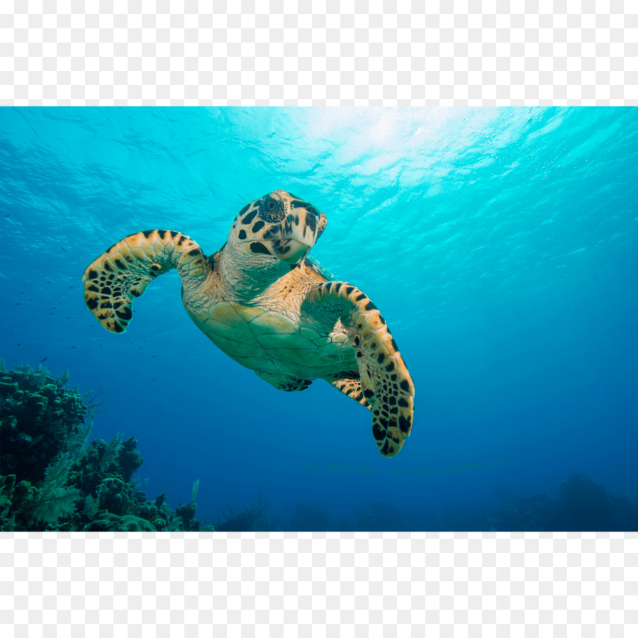 Deniz Kaplumbağası，Tuval Baskı PNG