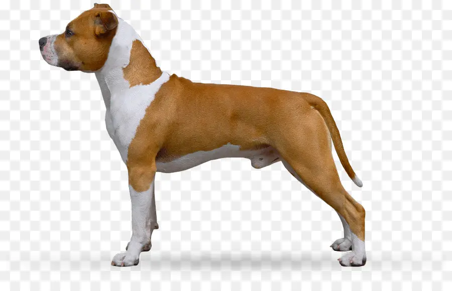 Amerikan Staffordshire Terrier，Köpek ırkı PNG