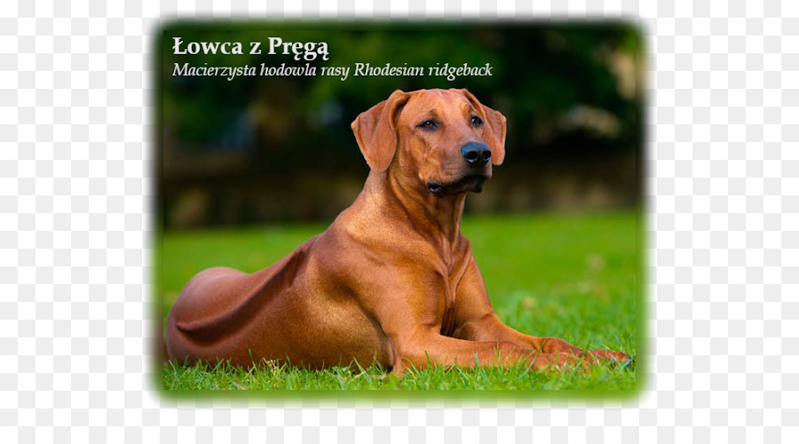 Rhodesian Ridgeback，Köpek Yavrusu PNG