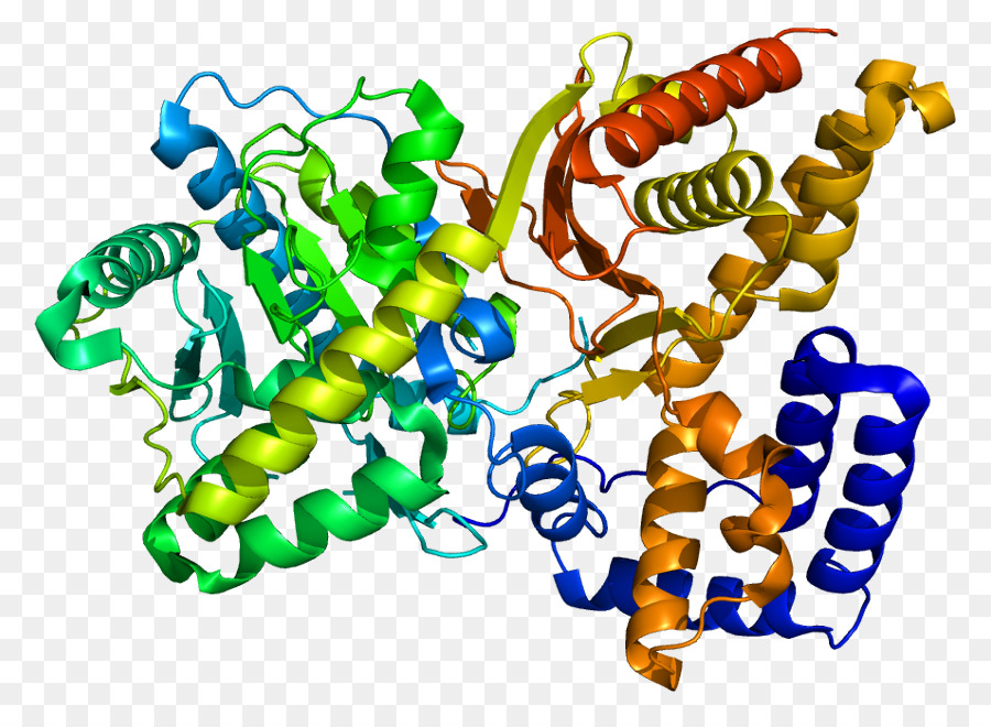 Protein Yapısı，Molekül PNG