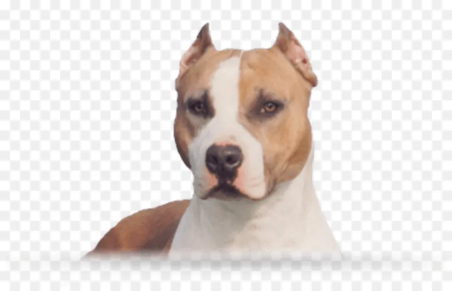 Köpek，Evcil Hayvan PNG