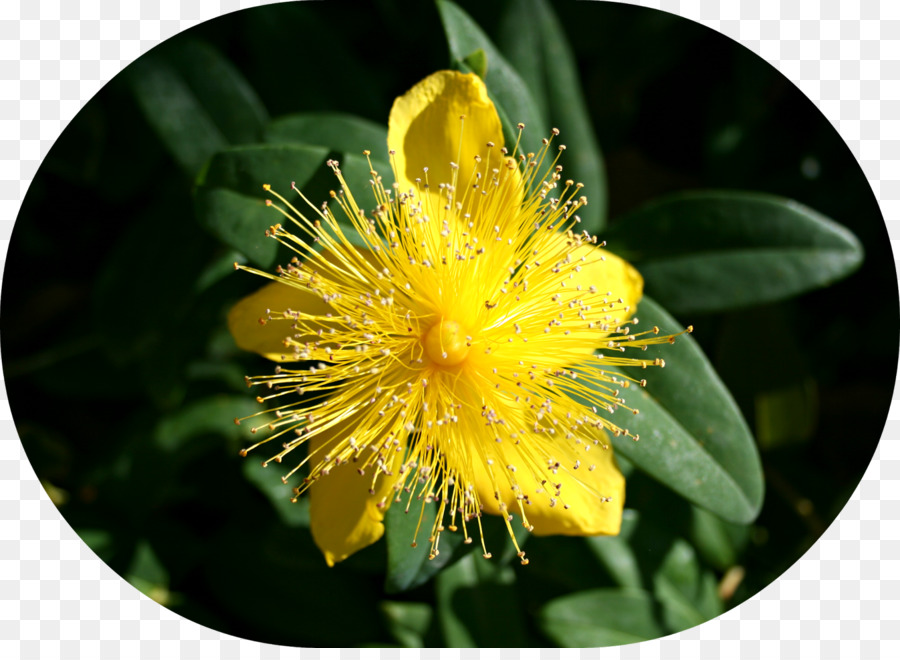 St John S Wort，Polen PNG