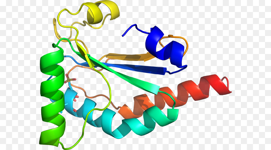 Protein Yapısı，Molekül PNG