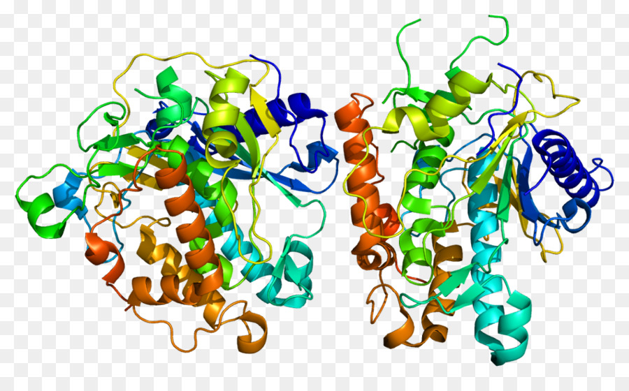 Protein Yapısı，Molekül PNG