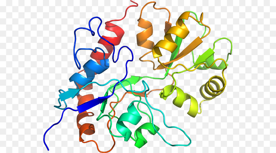 Protein Yapısı，Molekül PNG