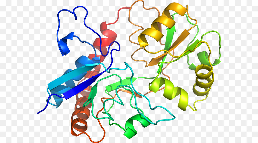 Protein Yapısı，Molekül PNG