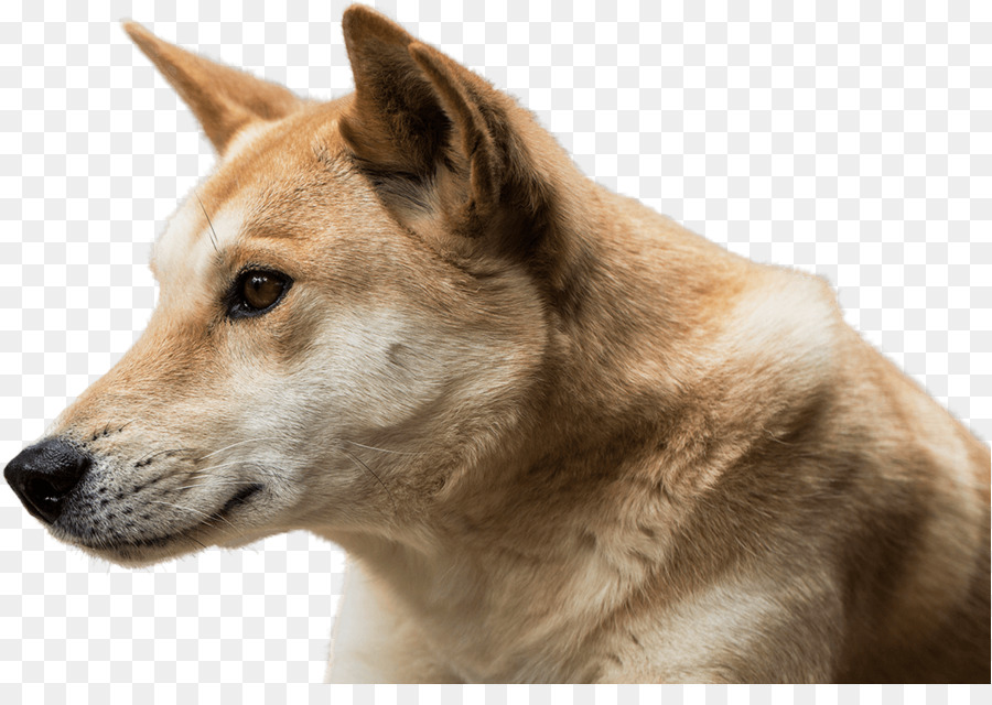 Shiba Inu Köpeği，Shiba Inu PNG