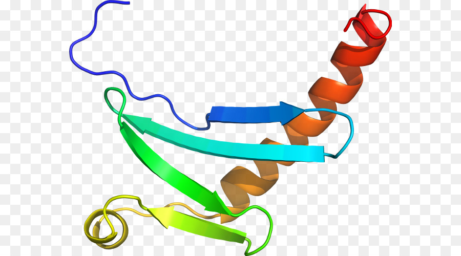 Protein Yapısı，Molekül PNG