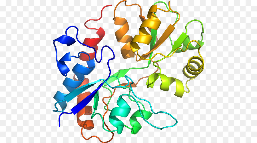 Protein，Molekül PNG