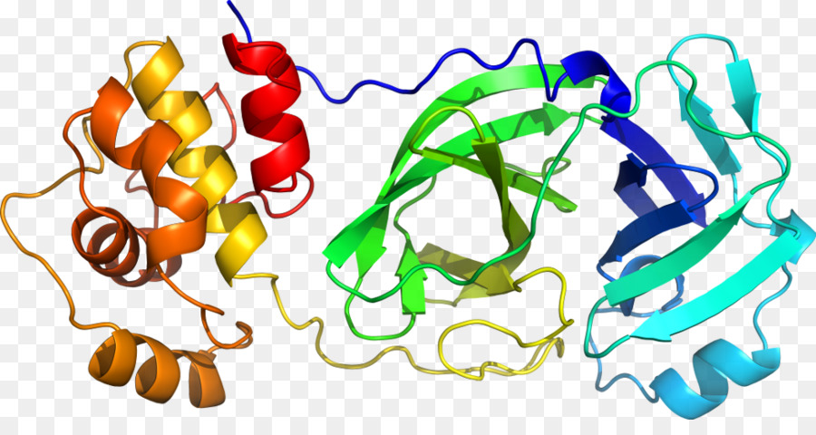 Protein Yapısı，Molekül PNG