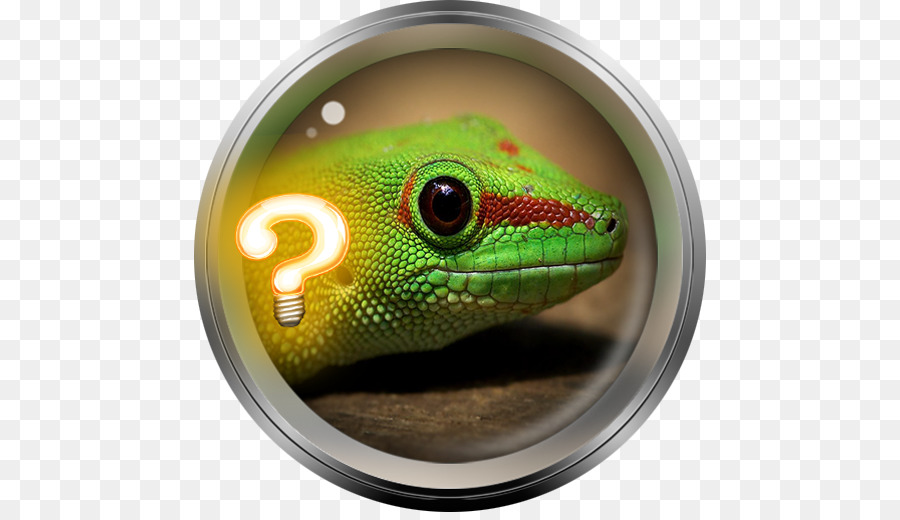 Kertenkele，Geko PNG