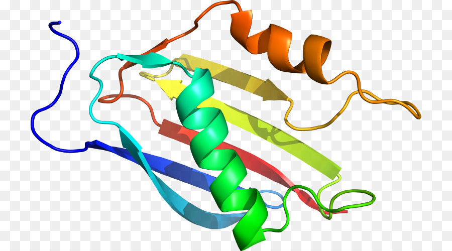 Protein Sarmalı，Molekül PNG