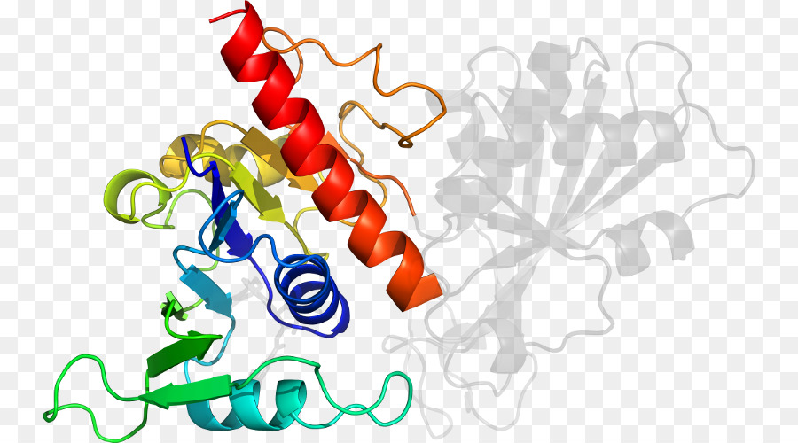 Protein Sarmalı，Molekül PNG