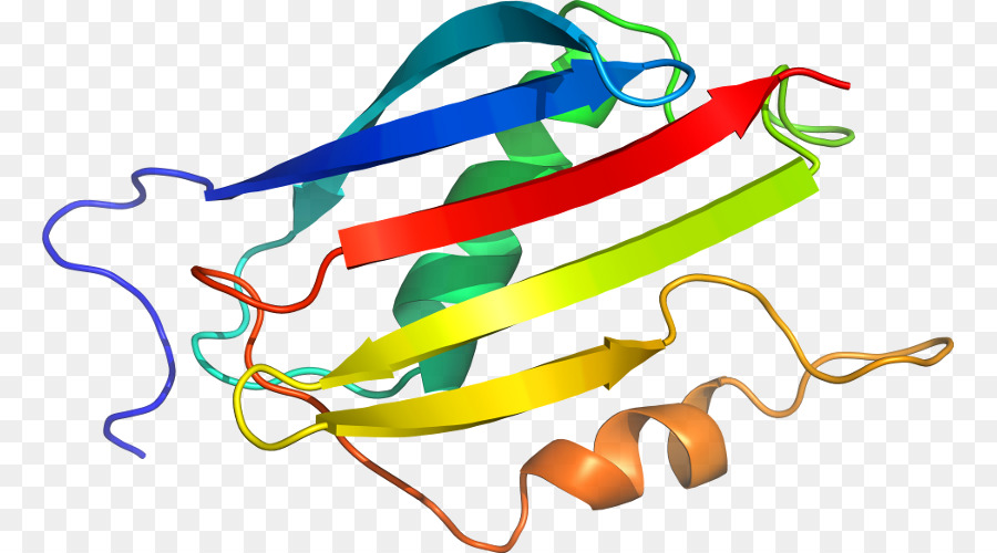 Protein Sarmalı，Molekül PNG