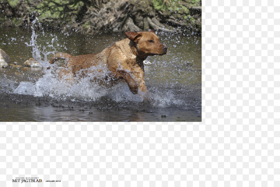 Köpek ırkı，Spor Grubu PNG