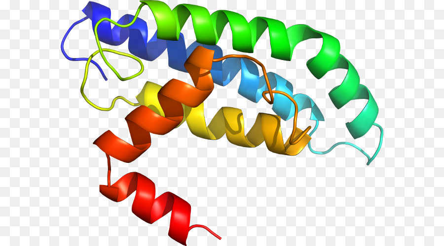 Protein Sarmalı，Molekül PNG