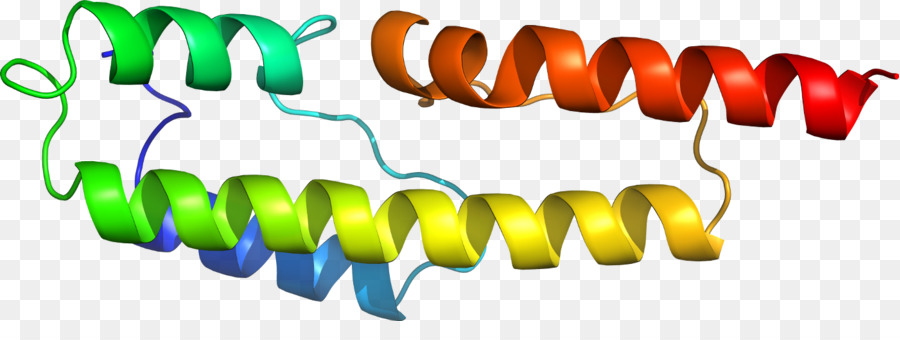 Protein Sarmalı，Molekül PNG