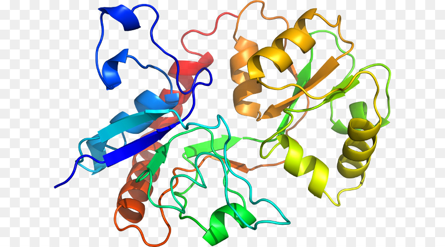 Protein Yapısı，Molekül PNG