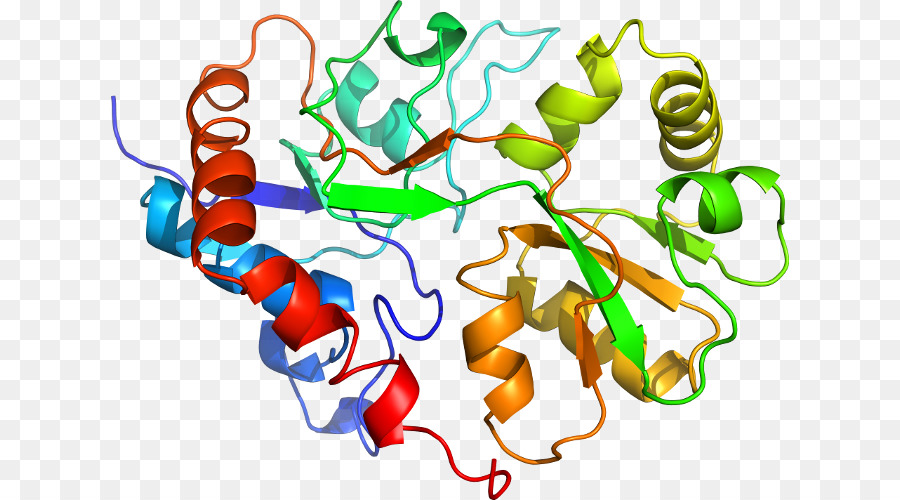 Protein Yapısı，Molekül PNG