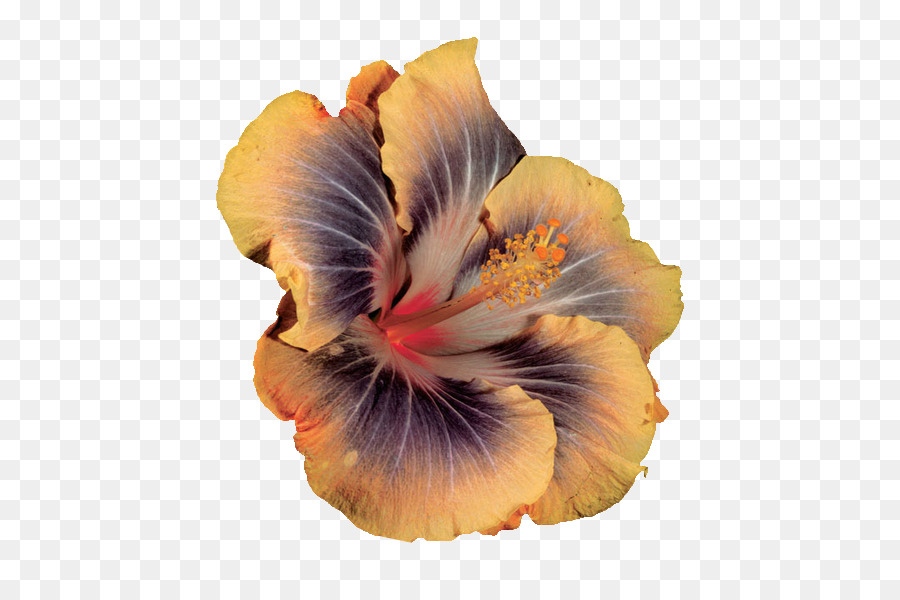 Hibiskus çiçekleri，Doğa PNG