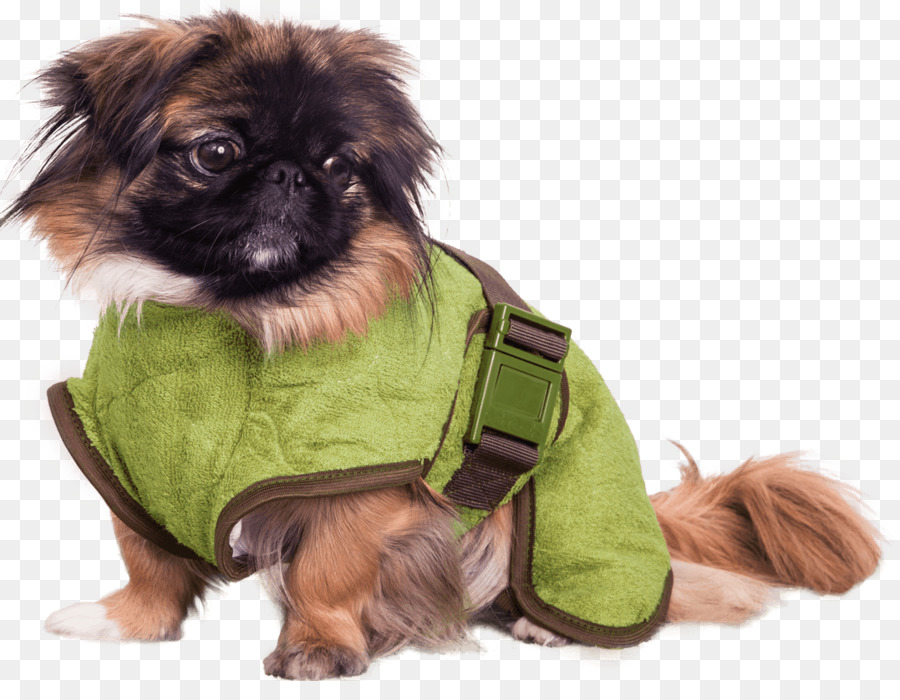 Tibetli Spaniel，Çin Imparatorluk Köpeği PNG