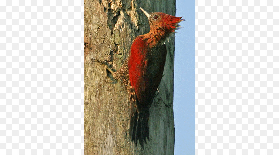 Ağaçkakan，Fauna PNG