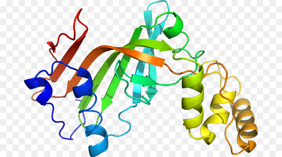 Protein Yapısı，Molekül PNG