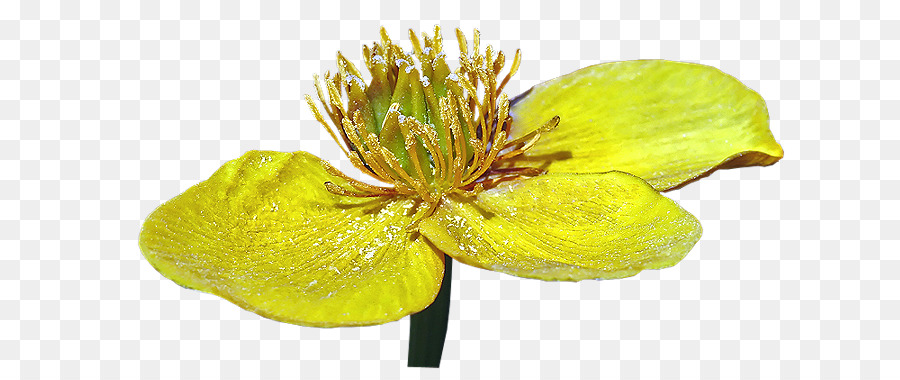 Sarı，Bitki Kök PNG