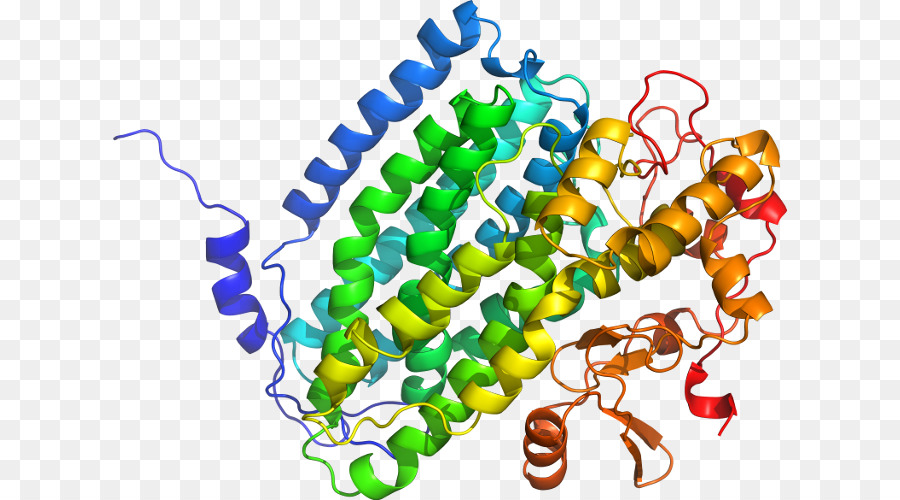 Protein Yapısı，Molekül PNG