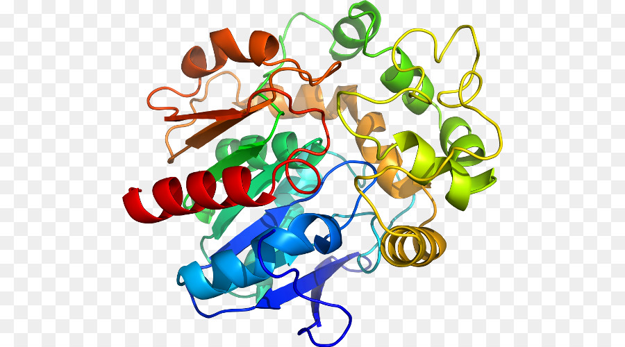 Protein，Molekül PNG