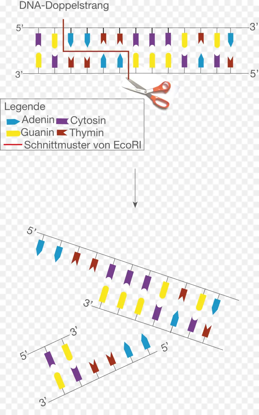 Dna Diyagramı，Genetik PNG