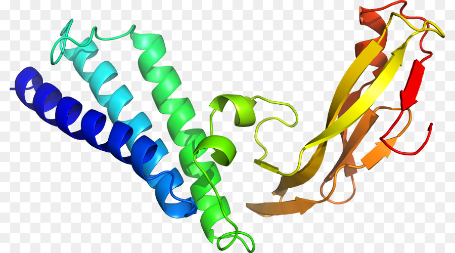 Protein Yapısı，Molekül PNG