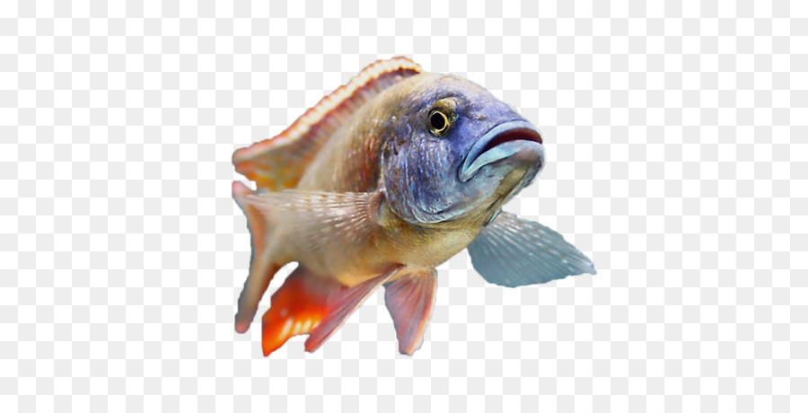 Balık，Balıkçılık PNG