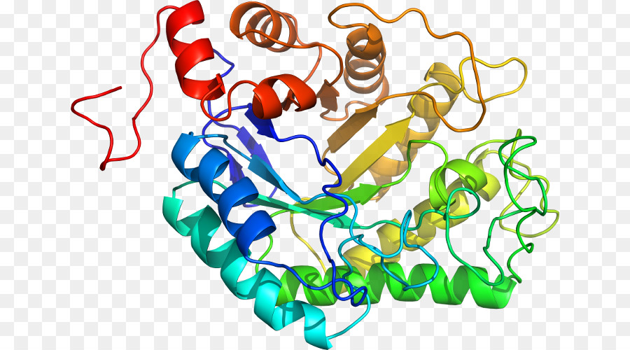 Protein Yapısı，Molekül PNG