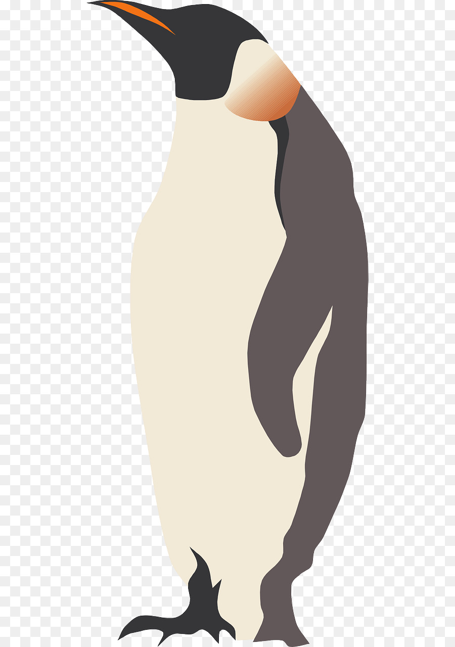 Penguen，Kuş PNG