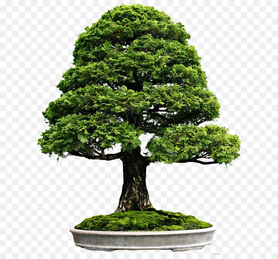 Bonsai Ağacı，Minyatür Ağaç PNG