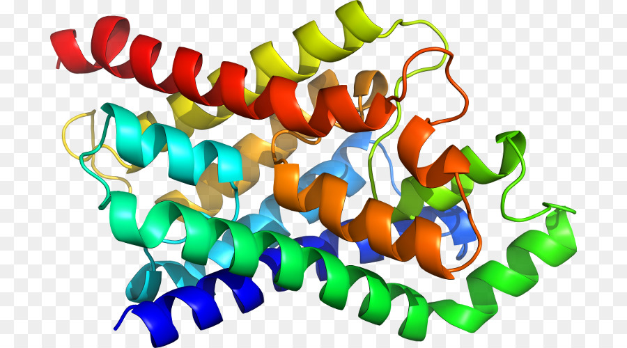 Protein Yapısı，Molekül PNG