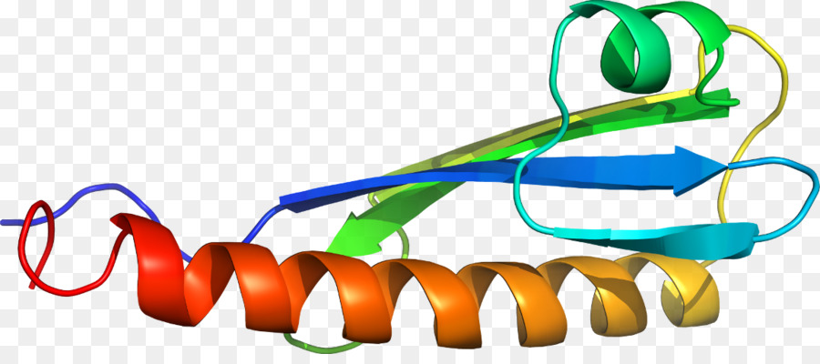 Protein Sarmalı，Molekül PNG