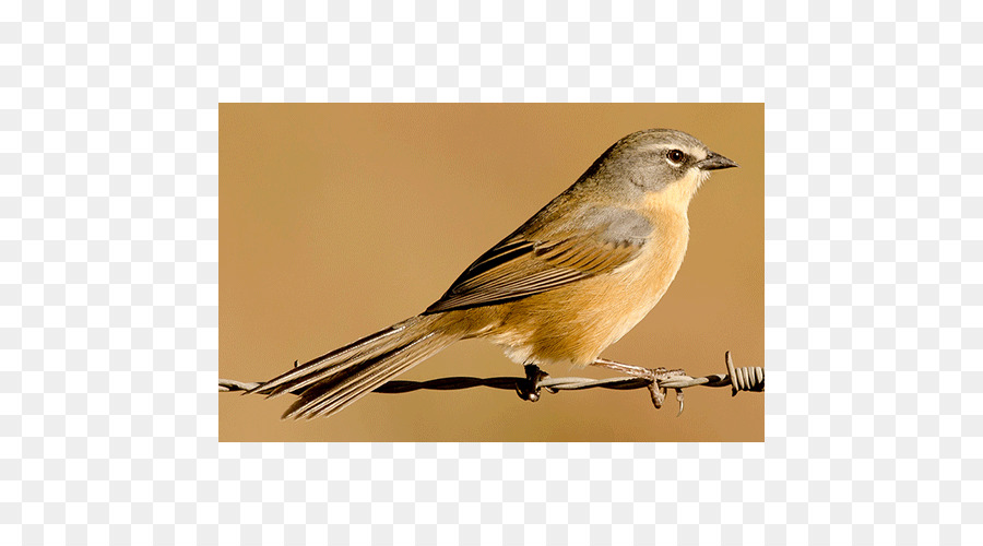 Evi Serçe，Ortolan Bunting PNG