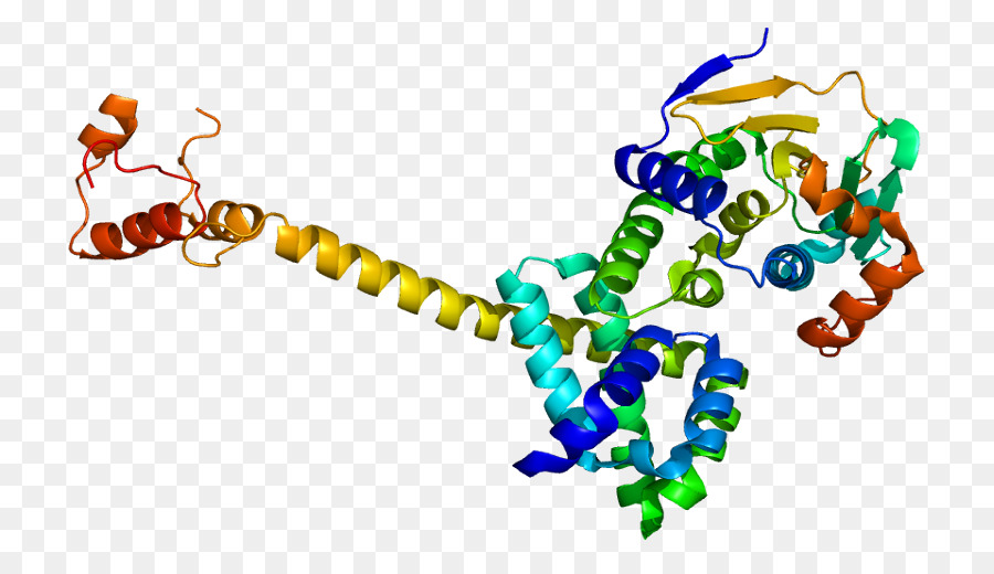 Protein Yapısı，Molekül PNG