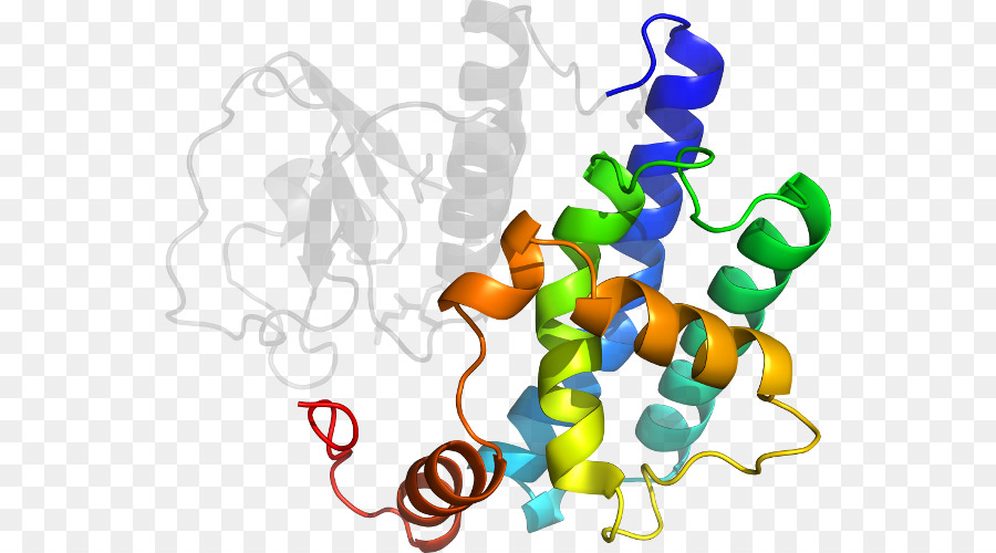 Protein Yapısı，Molekül PNG