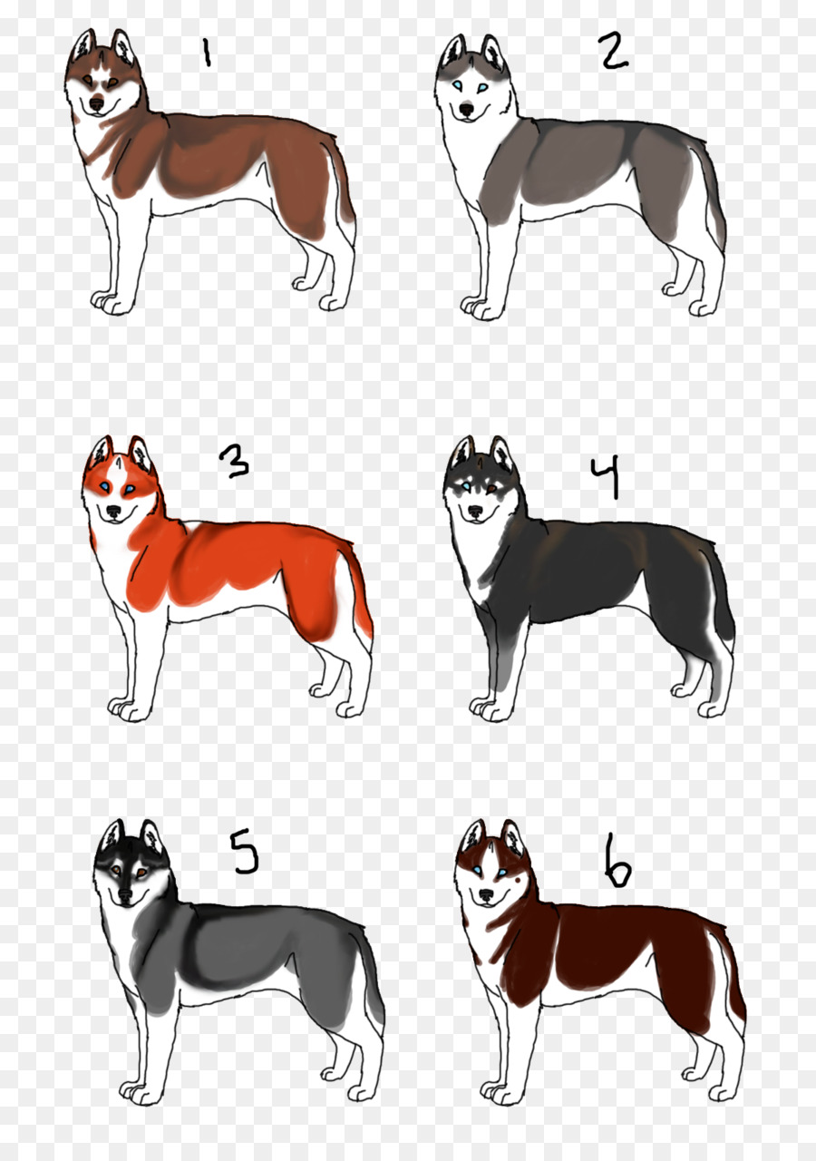 Köpek ırkı，Sibirya Husky PNG