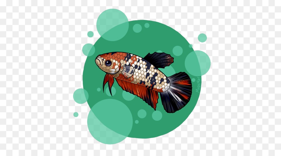 Koi，Balık PNG