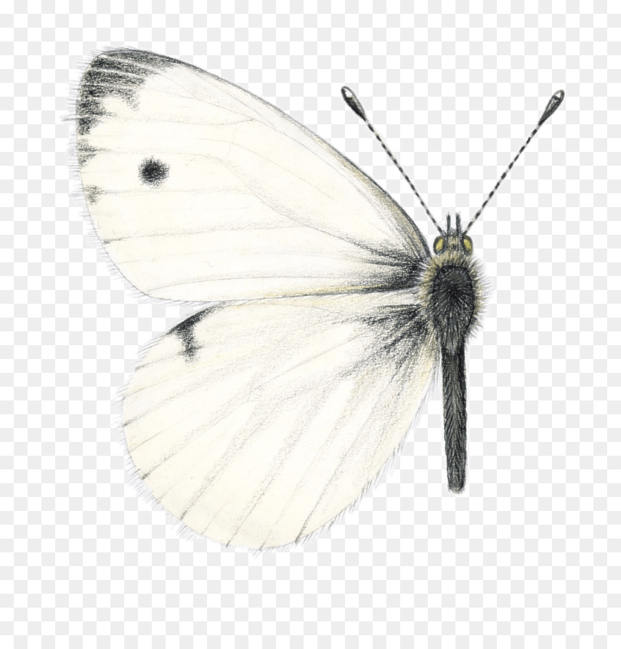 Brushfooted Kelebekler，Pieridae PNG