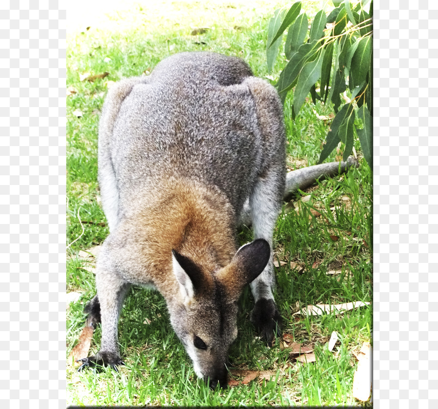 Wallaby Rezerv，Kanguru PNG